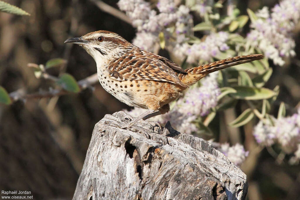 Spotted Wrenadult, identification