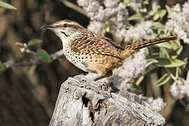 Spotted Wren