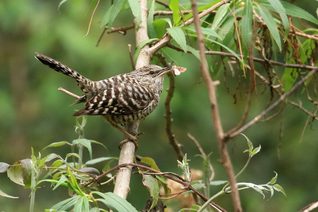 Grey-barred Wrenadult