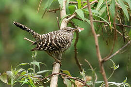 Grey-barred Wren