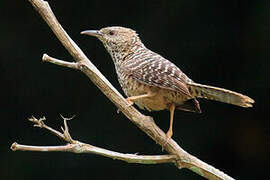 Band-backed Wren