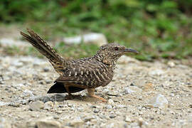 Band-backed Wren