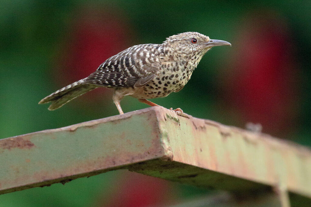 Band-backed Wrenadult