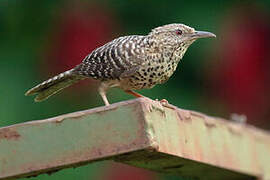 Band-backed Wren