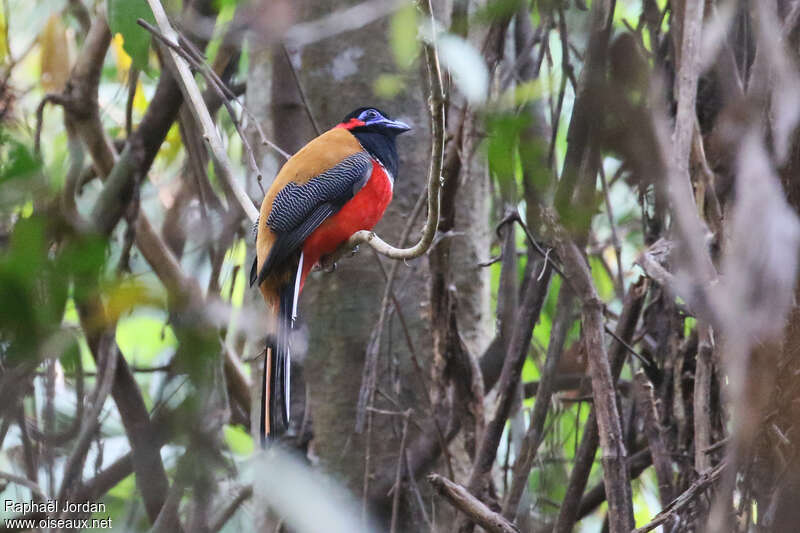 Red-naped Trogon male adult