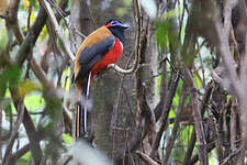 Trogon à nuque rouge