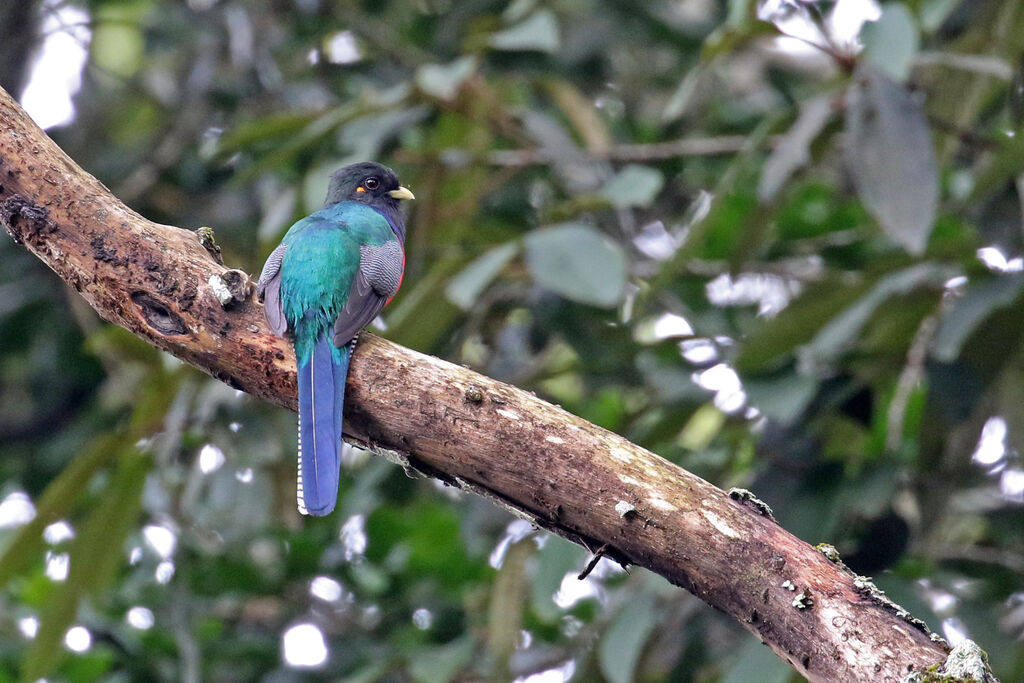 Bar-tailed Trogon male adult