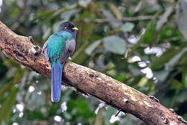 Bar-tailed Trogon