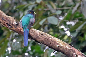 Trogon à queue barrée