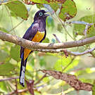 Trogon à tête noire