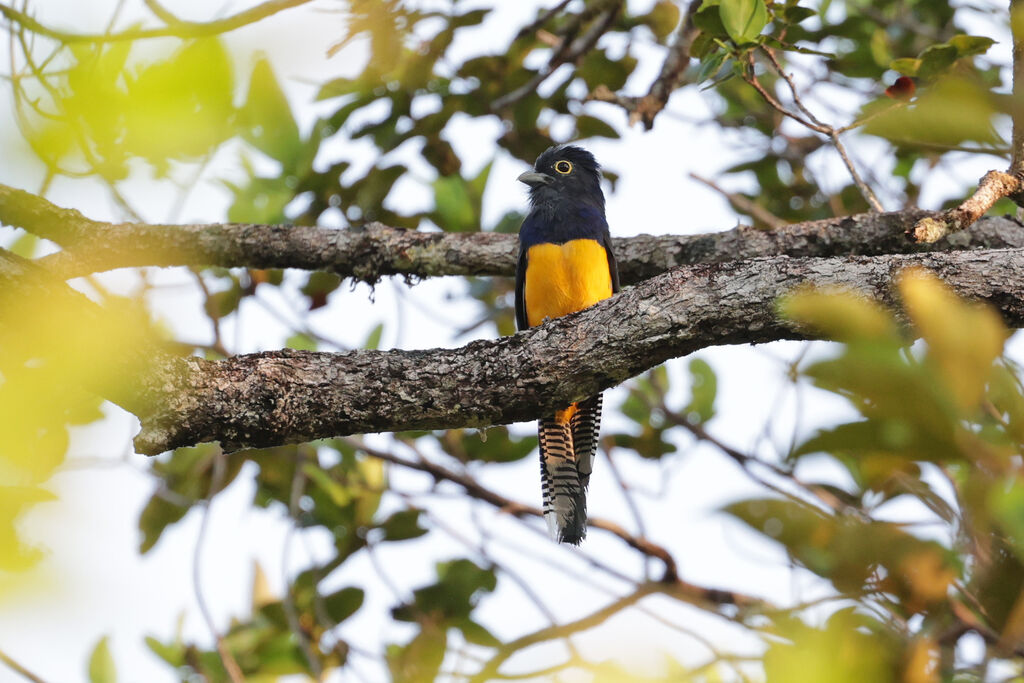 Trogon d'Amazonie mâle adulte