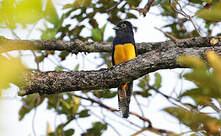 Trogon d'Amazonie