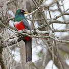 Trogon d'Équateur