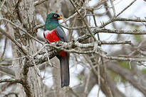 Trogon d'Équateur