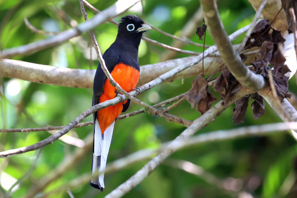 Baird's Trogon male adult