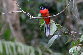 Trogon de Duvaucel