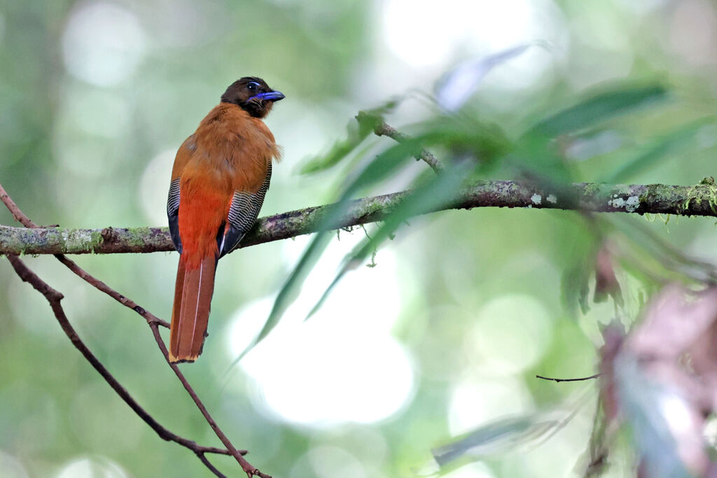 Scarlet-rumped Trogon male