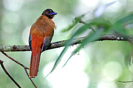 Trogon de Duvaucel