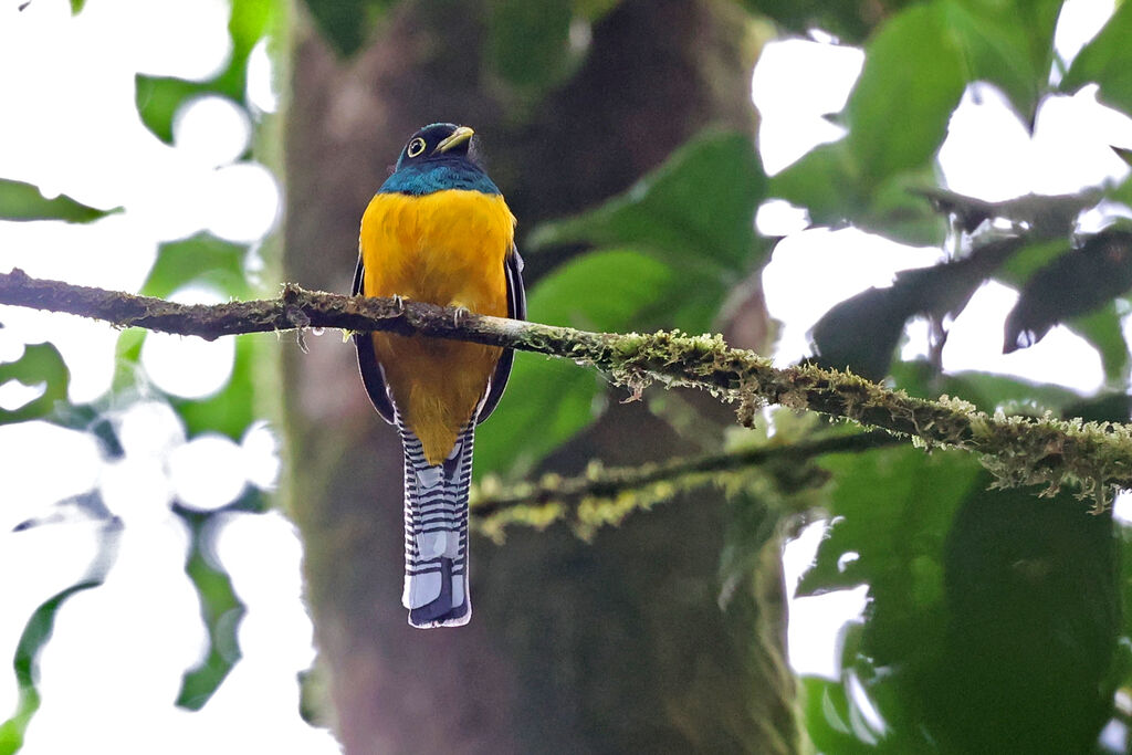 Trogon de Kerr