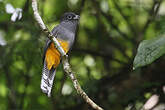 Trogon de Panama