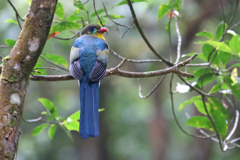 Trogon de Reinwardtadulte
