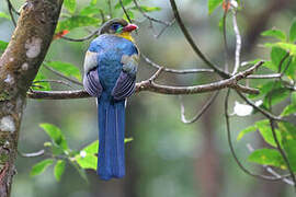 Trogon de Reinwardt