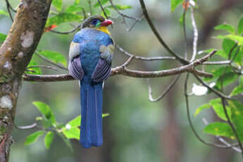 Trogon de Reinwardt
