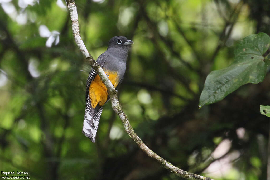 White-tailed Trogon female, adult, identification