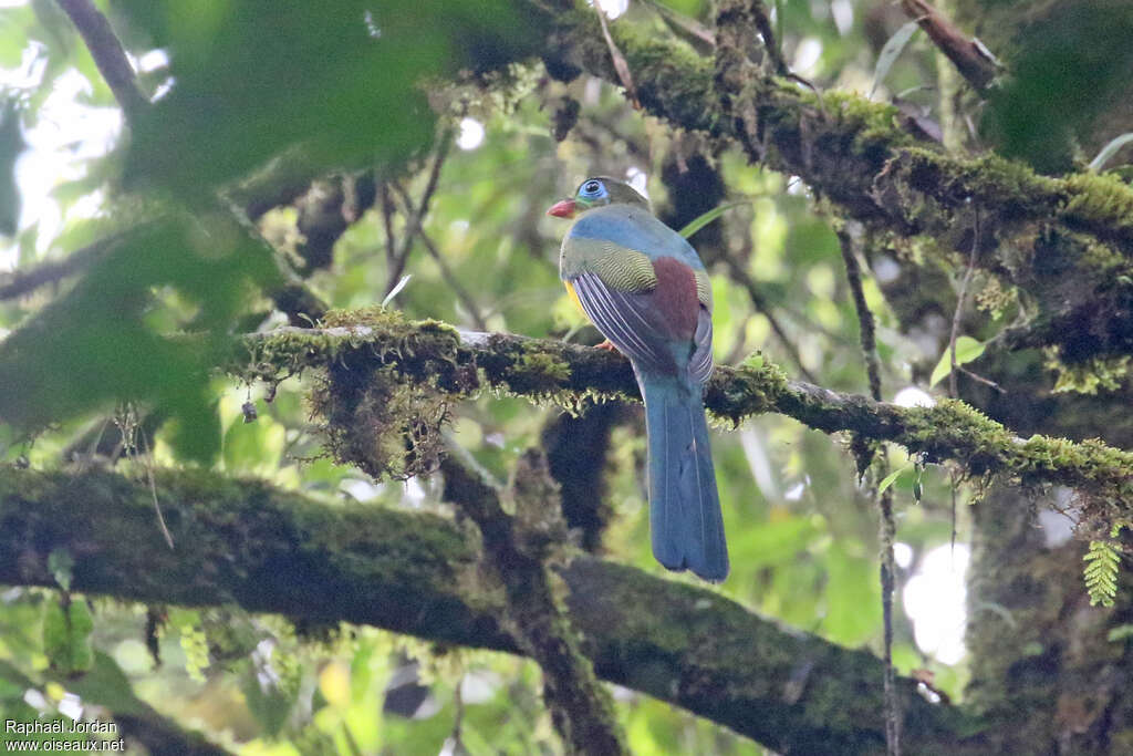 Sumatran Trogonadult