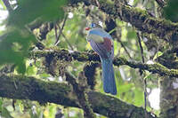 Trogon de Sumatra