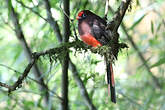 Trogon de Ward