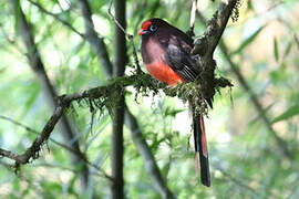 Trogon de Ward