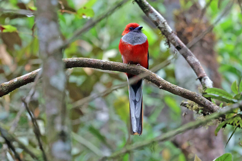 Whitehead's Trogon male adult