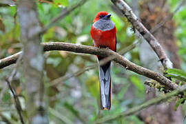 Whitehead's Trogon