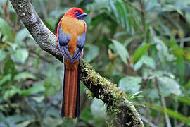 Whitehead's Trogon