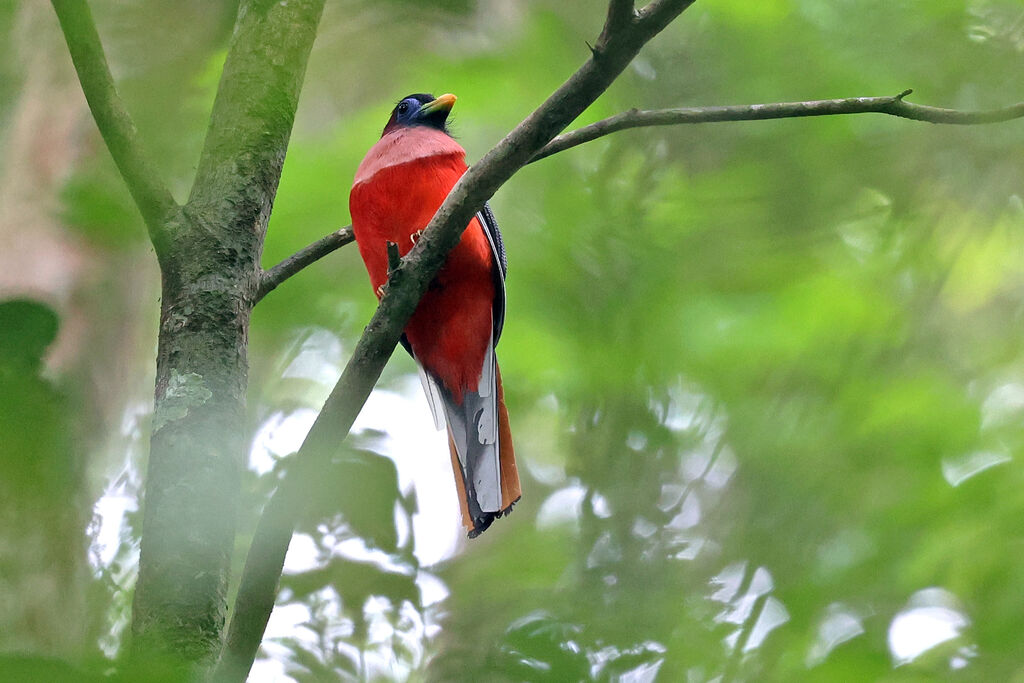 Philippine Trogon male adult