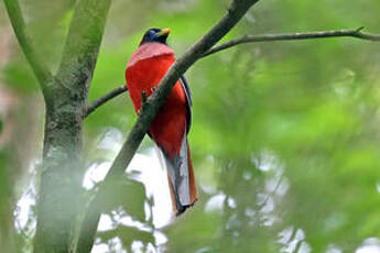 Trogon des Philippines