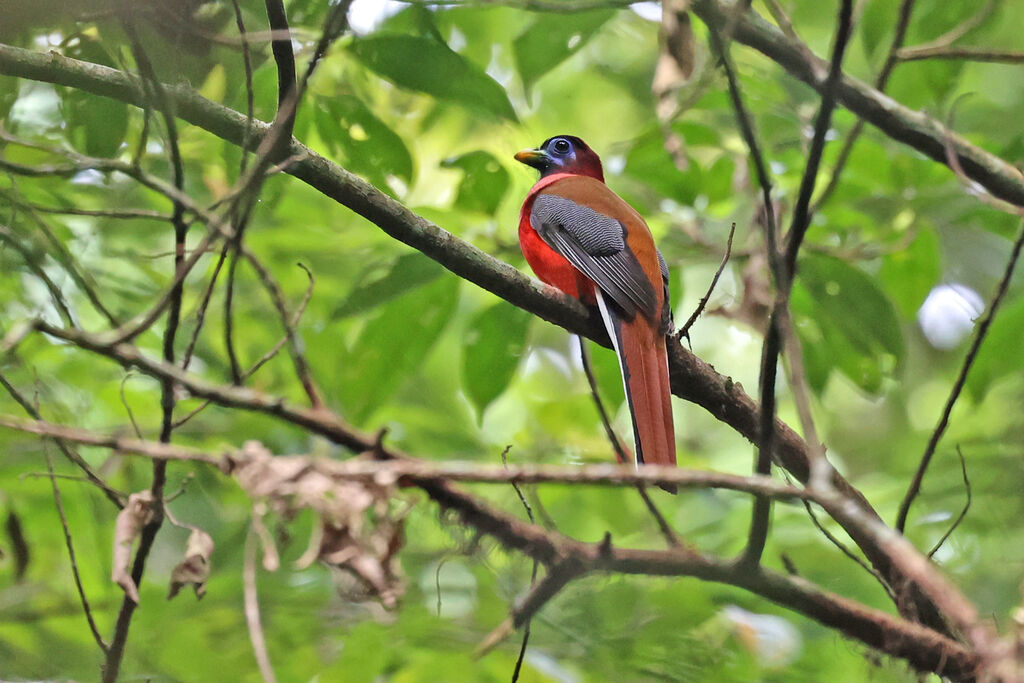 Philippine Trogon male adult