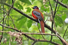 Trogon des Philippines