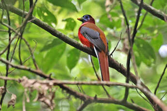 Trogon des Philippines