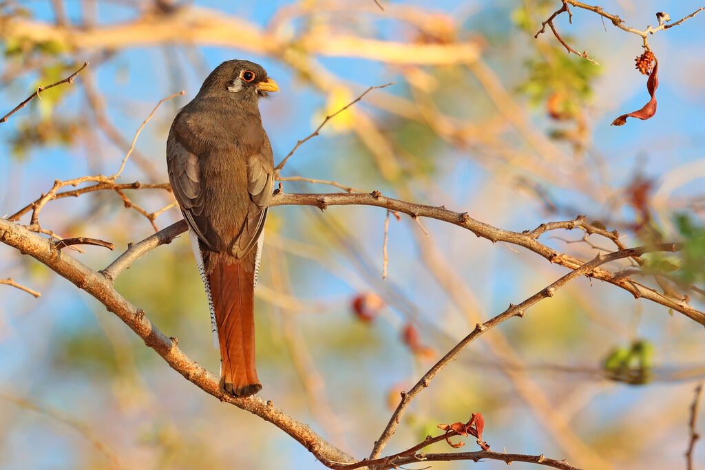 Elegant Trogon female adult