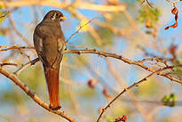 Trogon élégant