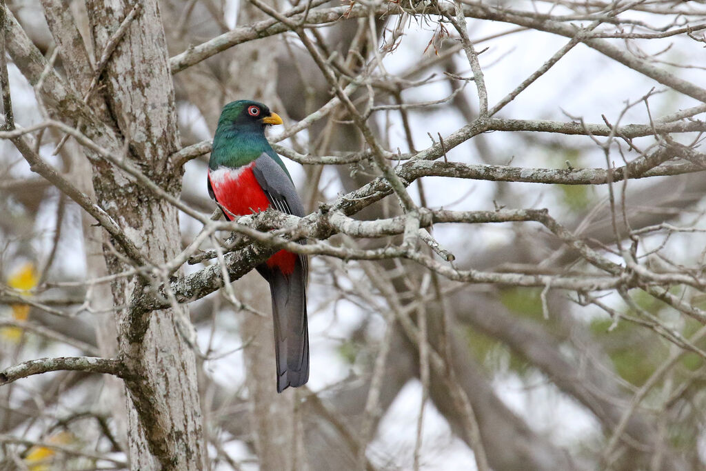 Ecuadorian Trogon male adult