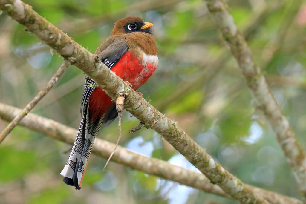 Masked Trogon female adult