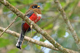 Trogon masqué