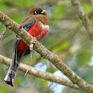 Trogon masqué