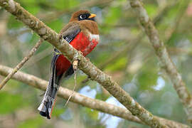 Trogon masqué