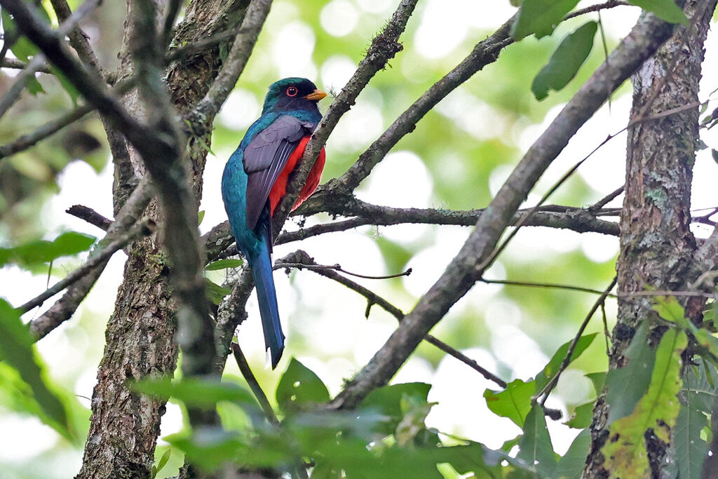 Trogon montagnard mâle adulte