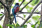 Trogon montagnard