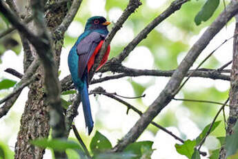 Trogon montagnard